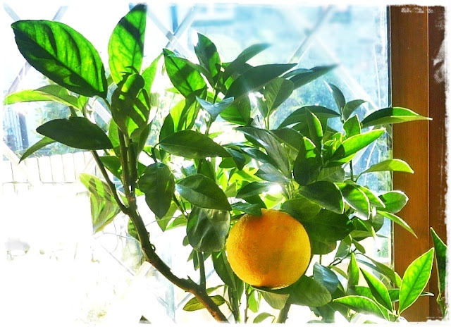 orange-tree-fruiting