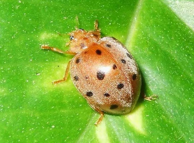 Ladybug Picture