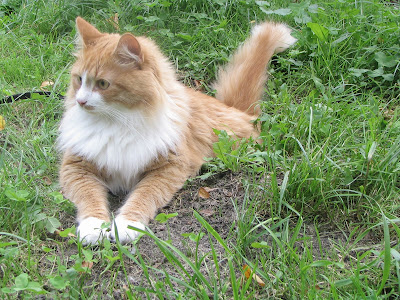 siberian-cat-file-siberian-cat