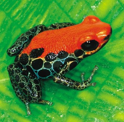 poison dart  frog facts