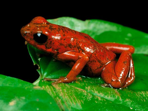 poison dart  frog facts