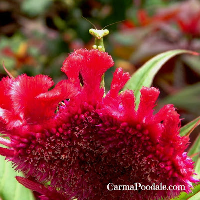 Praying-Mantis-on-cockscomb-flower-head