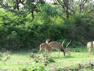 Deer Park - ooty