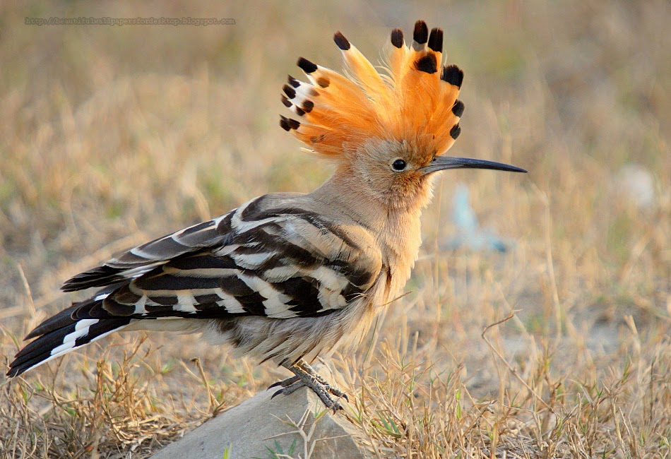 http://beautifulwallpapersfordesktop.blogspot.com/2014/01/the-hoopoe-wallpapers-hd.html