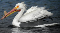 Pelican bird pictures_Pelecans onocratalus