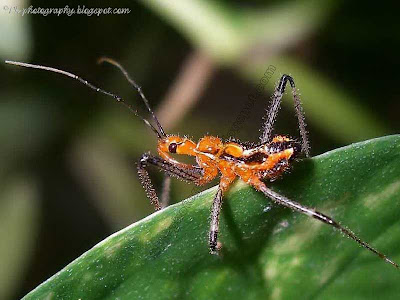 Assassin Bug Nymph