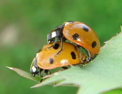 Ladybugs Mating Picture