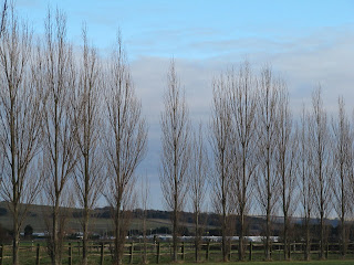 Lombardy poplars, fast-growing and short-lived.