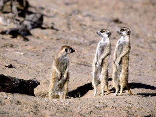 Meerkats Wallpapers