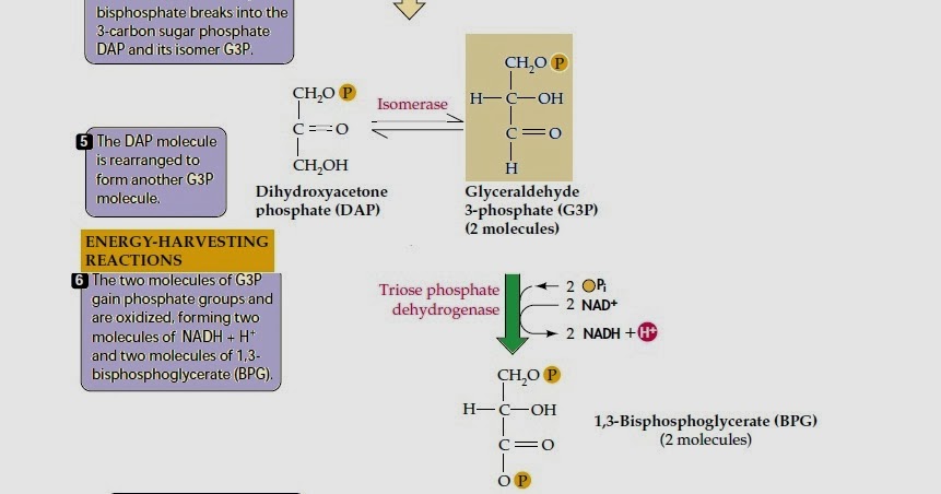 Biology learnspot: Glycolysis