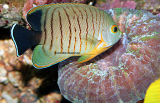 Red Stripe Angelfish