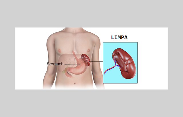 Pengertian Limpa, Struktur Limpa, Fungsi Limpa