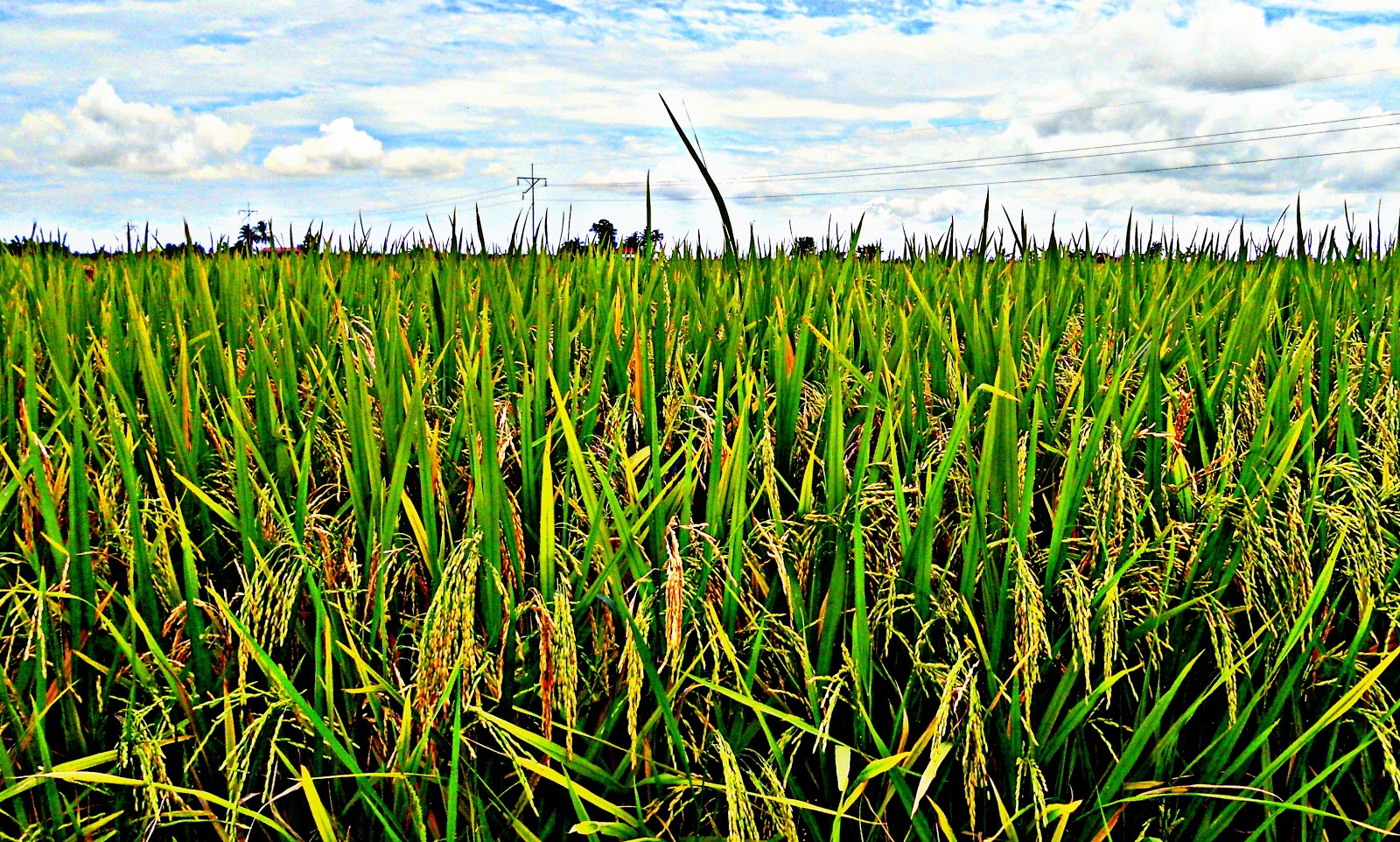 Pemandangan Sawah Padi di Tanjong Karang Selangor 