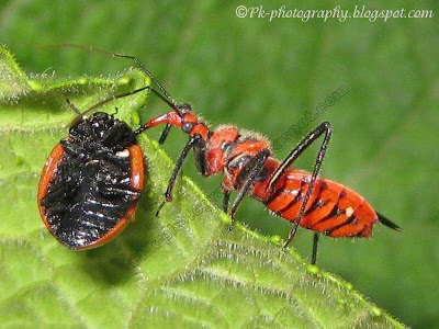 Assassin Bug Picture