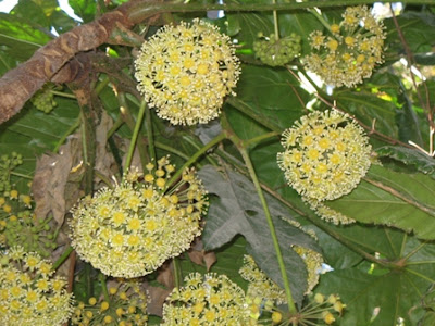 Trevesia palmata flowers