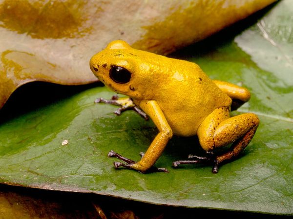 poison dart  frog facts