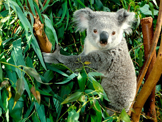 koala albino lucu bear bag baby pets australia animal wallpaper