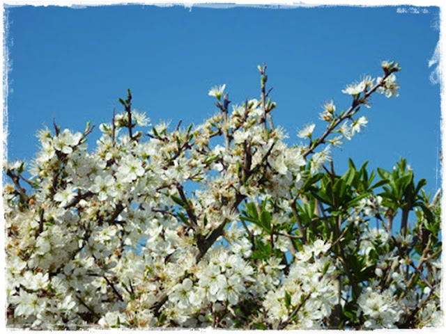 blackthorn-blossom