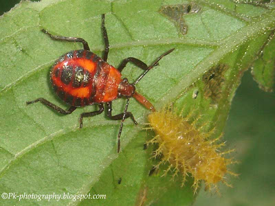 Assassin Bug Nymph With Prey