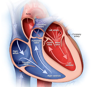 inherited heart genetic symptoms and causes and treatment