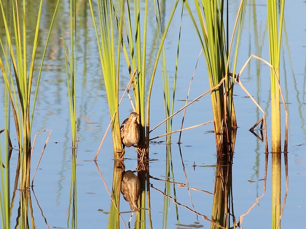 http://beautifulwallpapersfordesktop.blogspot.com/2014/01/least-bittern-wallpapers-hd.html