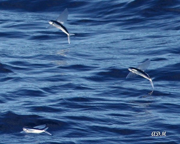 Two-Wing Flying fish photos