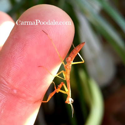 baby-praying-mantis-nymph-closeup