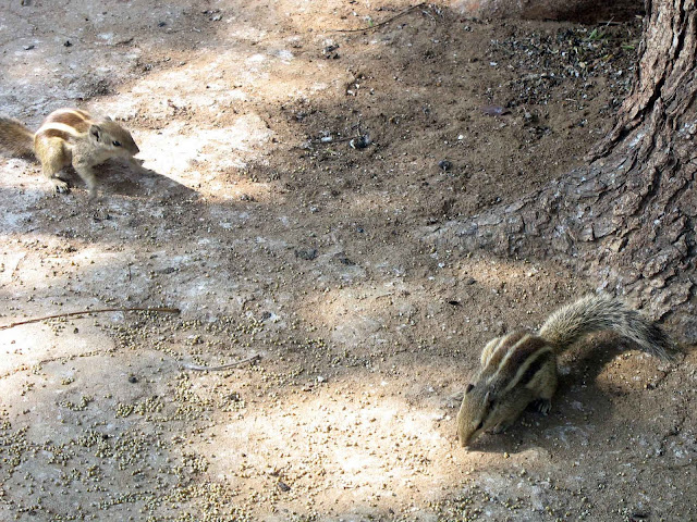 two striped squirrels