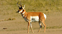 Pronghorn photos_Antilocapra americana