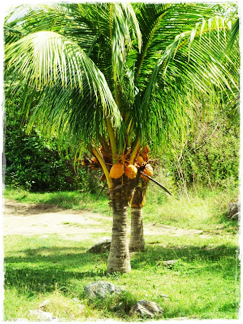 west-indian-dwarf-coconut-tree