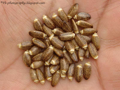 Milk Thistle Seeds