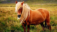 Pony horse pictures hd_Equus ferus caballus