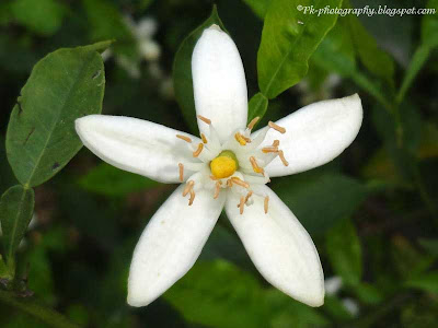 Orange Blossoms 