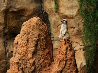 Meerkats Wallpapers