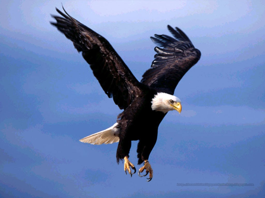 http://beautifulwallpapersfordesktop.blogspot.com/2014/01/eagle-wallpapers-hd.html