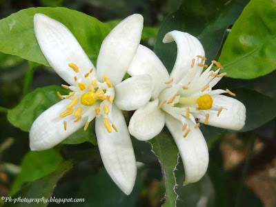 Orange Blossoms 