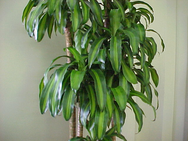 Bamboo House Plant7