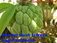 Khasiat Buah Srikaya