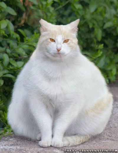  Fat  Cats  Awesome Photographs Funny And Cute  Animals