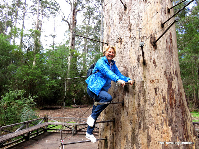 Dave Evans Bicentennial Tree