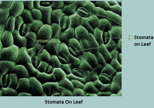 Plant Stomata