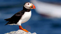 Puffin bird photos_Fratercula