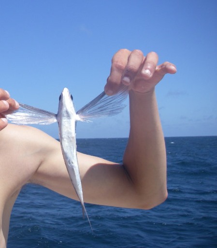 Two-Wing Flying fish photos