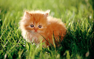 Persian Cat Wallpaper