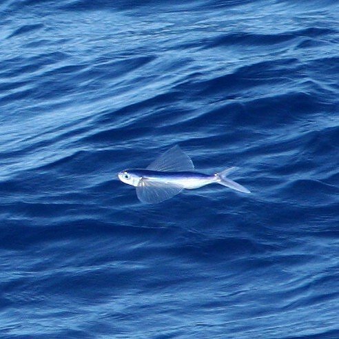 Two-Wing Flying fish photos