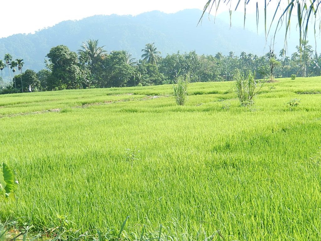 30 Gambar Sawah Padi Menguning Pemandangan Indah Sekali