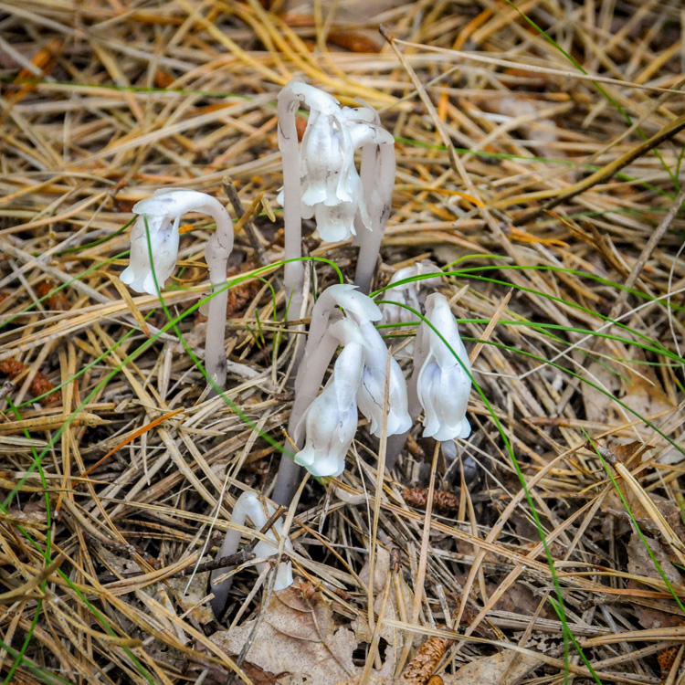 Indian Pipe © Joy Yagid