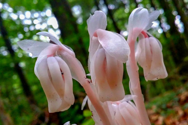 Indian Pipe © Steven Basso