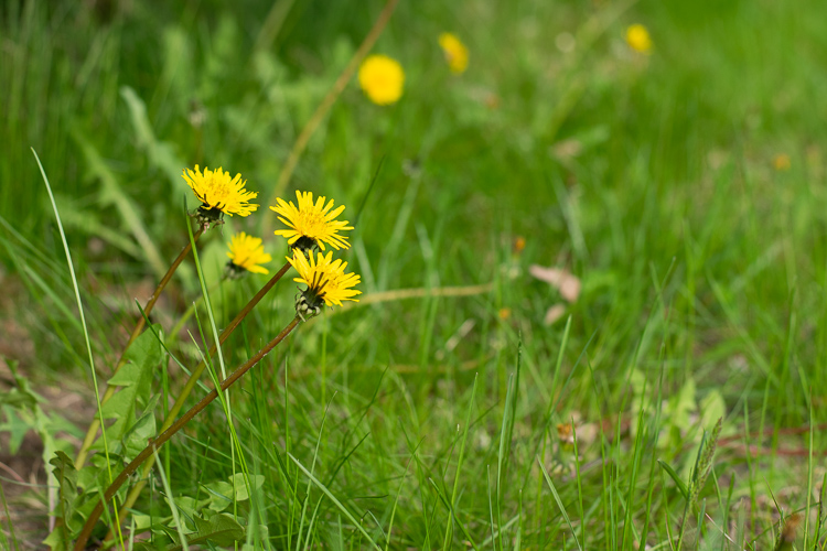 Dandelions © Mass Audubon