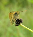 Image 3 Small Skipper showing the light brown-dull orange on the underside of the antennae © UK Butterflies Vince Massimo